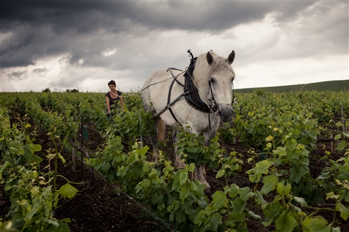 Roederer 1